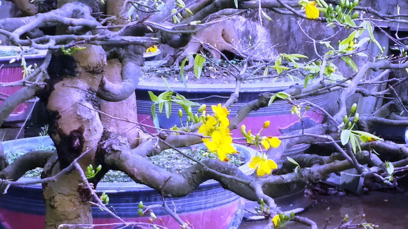 Ngắm những gốc mai Huế 'kỳ quái, độc lạ' vội nở hoa, lỗi hẹn Tết ảnh 15