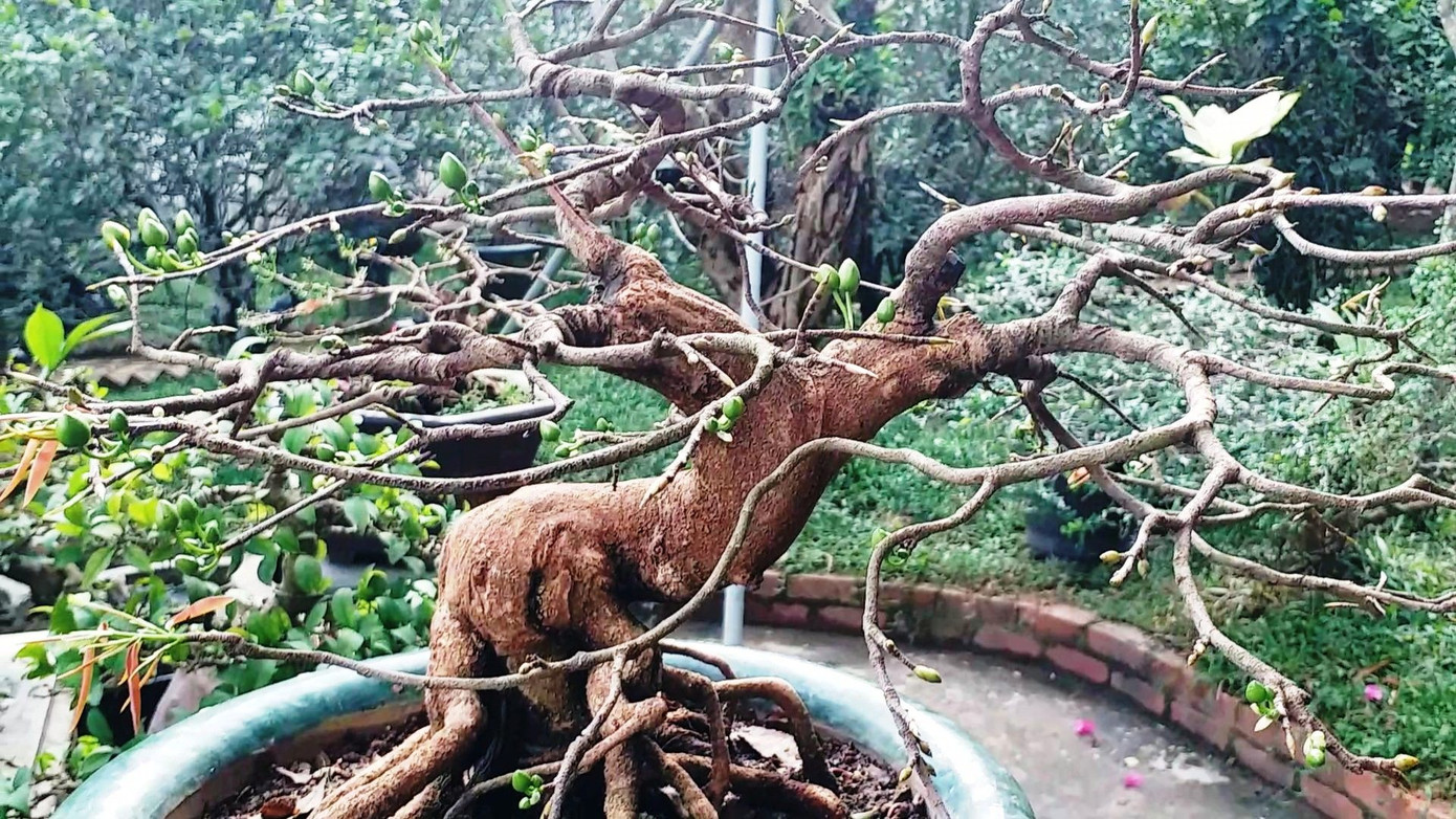 Ngắm những gốc mai Huế 'kỳ quái, độc lạ' vội nở hoa, lỗi hẹn Tết ảnh 6