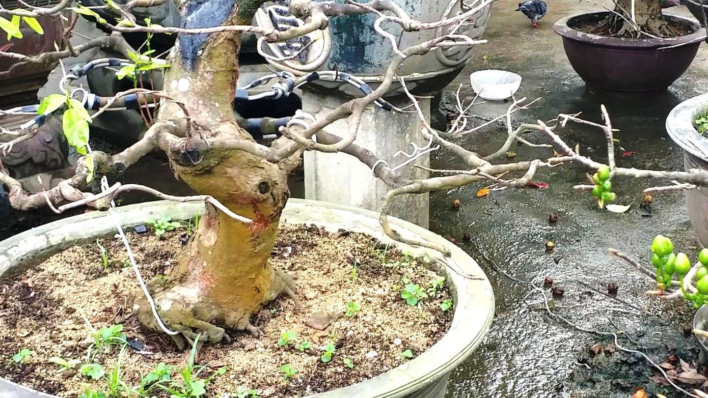 Ngắm những gốc mai Huế 'kỳ quái, độc lạ' vội nở hoa, lỗi hẹn Tết ảnh 14