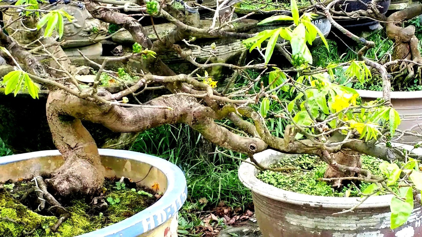 Ngắm những gốc mai Huế 'kỳ quái, độc lạ' vội nở hoa, lỗi hẹn Tết ảnh 1