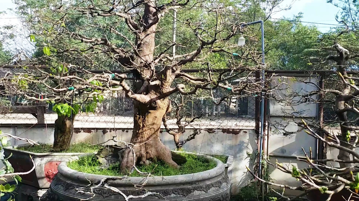 Ngắm những gốc mai Huế 'kỳ quái, độc lạ' vội nở hoa, lỗi hẹn Tết ảnh 11