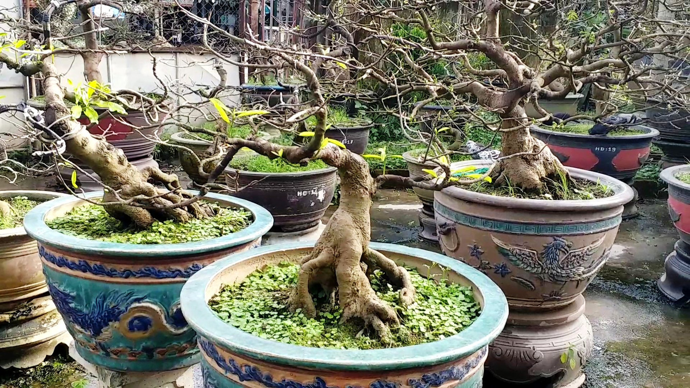 Ngắm những gốc mai Huế 'kỳ quái, độc lạ' vội nở hoa, lỗi hẹn Tết ảnh 8