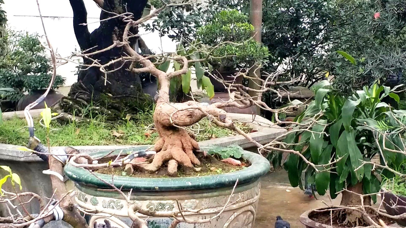 Ngắm những gốc mai Huế 'kỳ quái, độc lạ' vội nở hoa, lỗi hẹn Tết ảnh 13