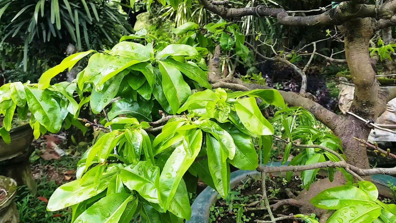 Ngắm những gốc mai Huế 'kỳ quái, độc lạ' vội nở hoa, lỗi hẹn Tết ảnh 2