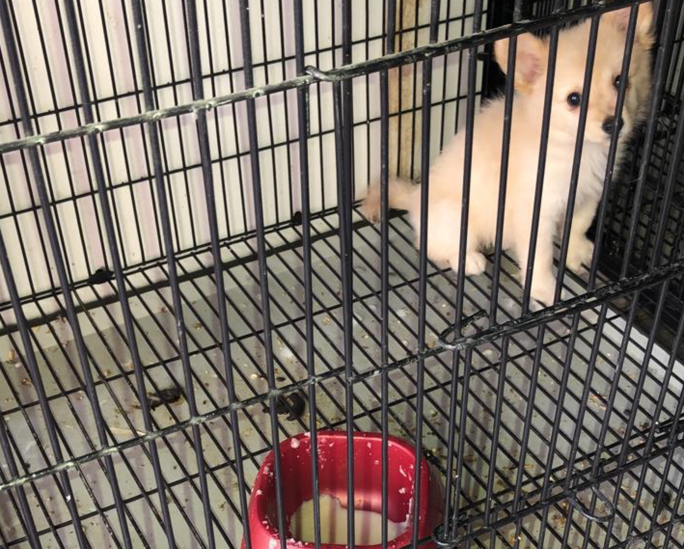 Ấn Độ phong tỏa, người đàn ông đi bộ 216 km về nhà, tử vong ảnh 3