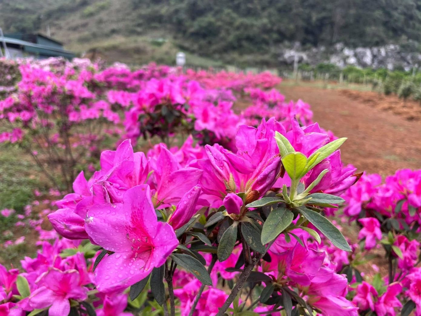 Lạc vào thiên đường hoa đỗ quyên lớn nhất Việt Nam ảnh 2