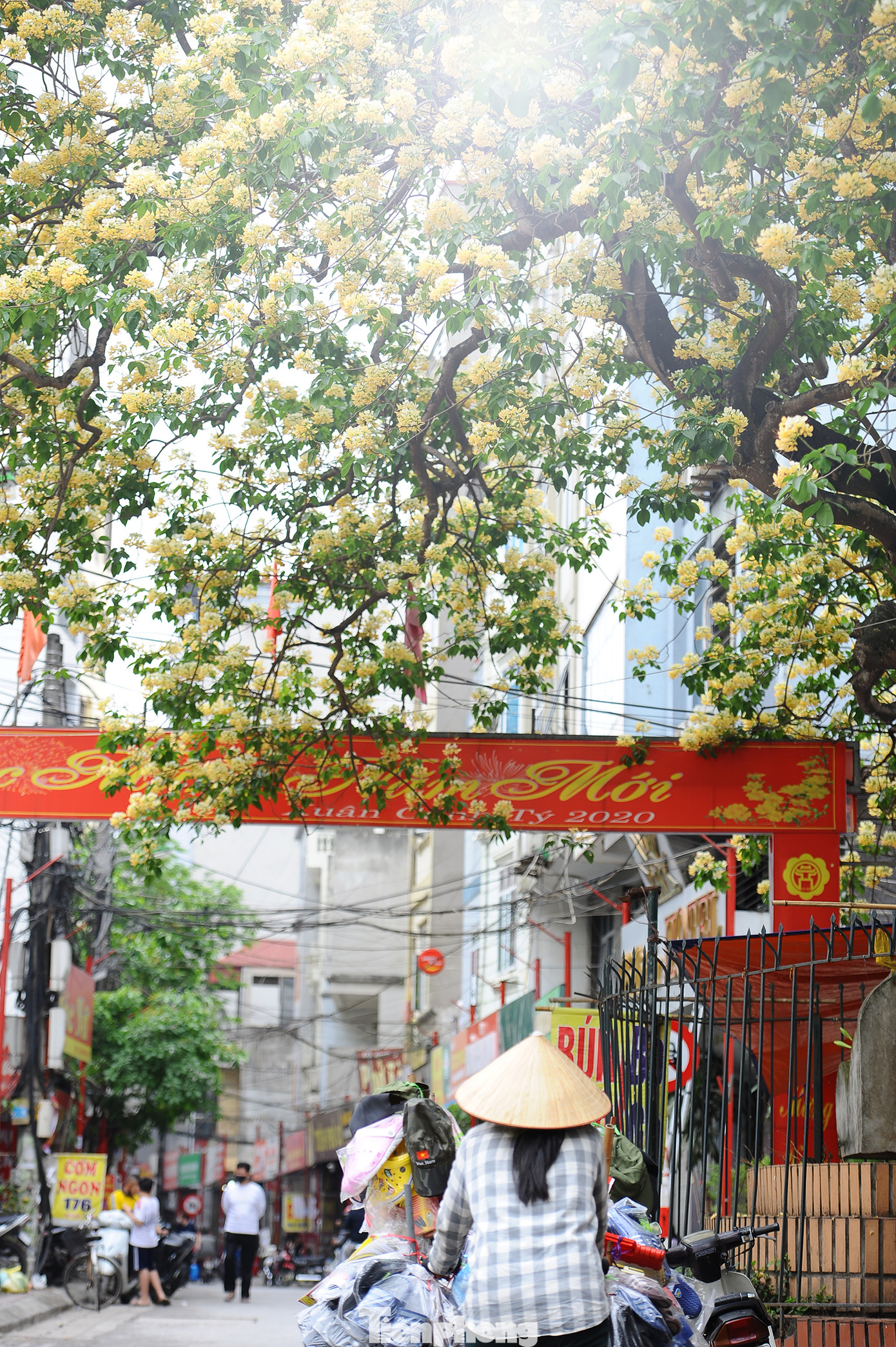 Cây cổ thụ hơn 300 năm tuổi ra hoa đẹp ngỡ ngàng giữa Hà Nội ảnh 14