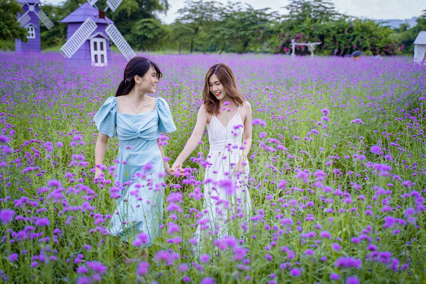 "Check-in" cánh đồng hoa "hot" nhất Thủ đô ảnh 11