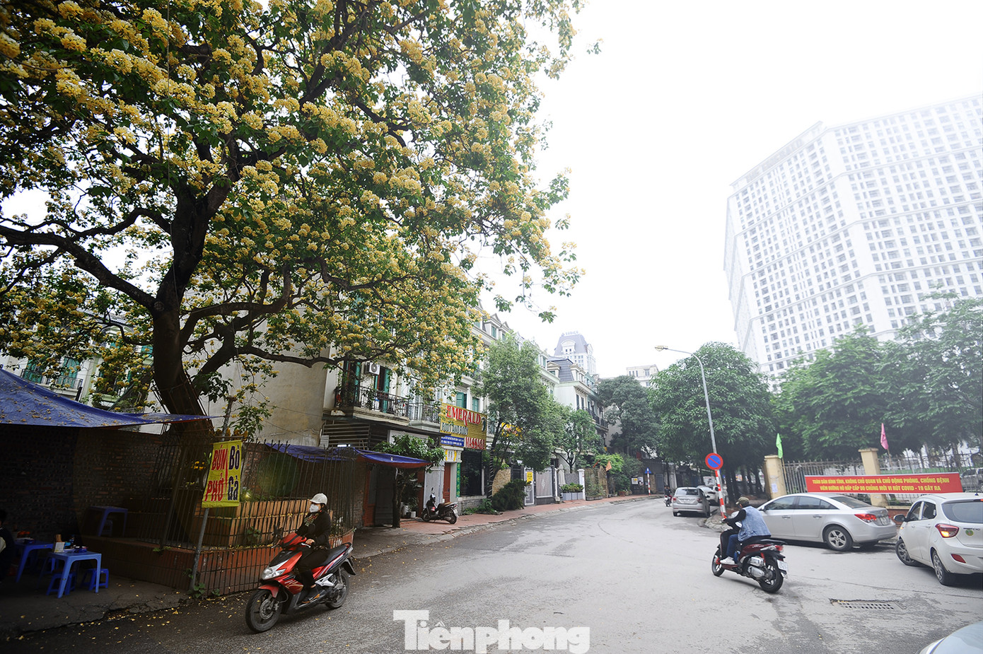 Cây cổ thụ hơn 300 năm tuổi ra hoa đẹp ngỡ ngàng giữa Hà Nội ảnh 11