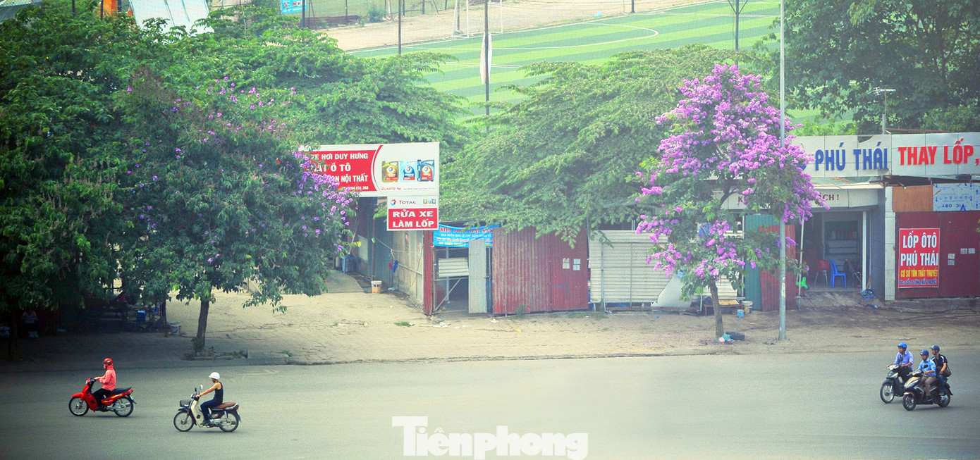 Hoa bằng lăng rực rỡ sắc tím khắp phố phường Hà Nội ảnh 7