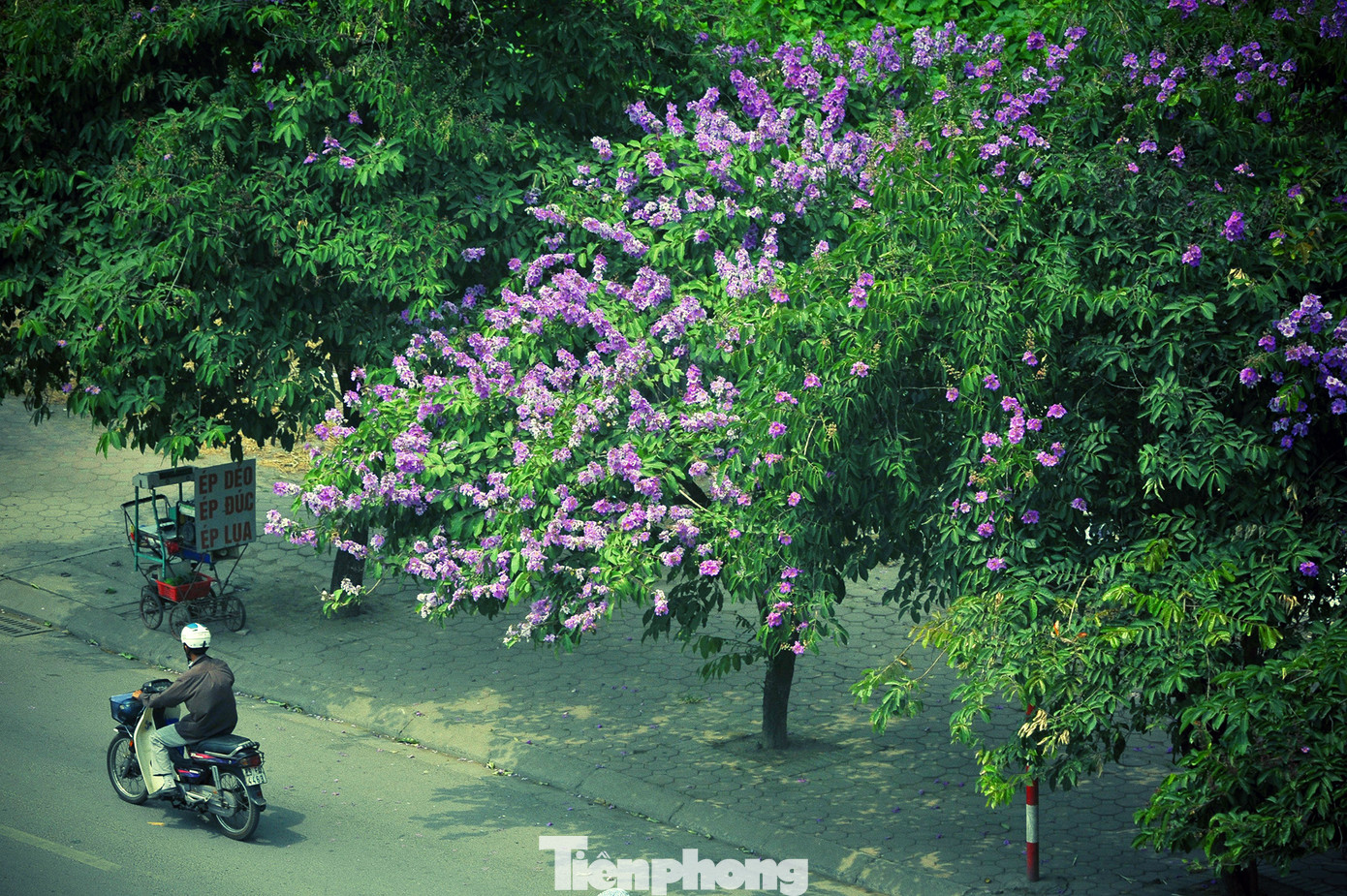 Hoa bằng lăng rực rỡ sắc tím khắp phố phường Hà Nội ảnh 2