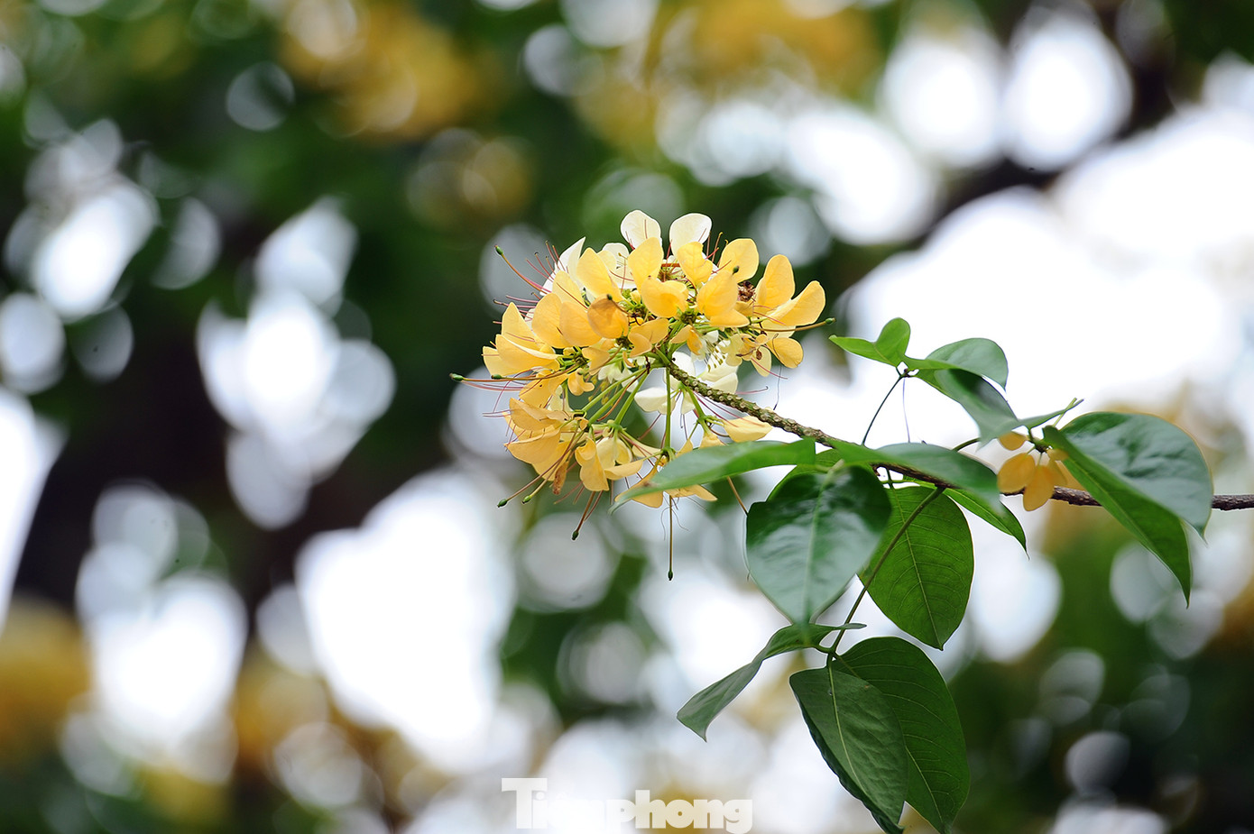 Cây cổ thụ hơn 300 năm tuổi ra hoa đẹp ngỡ ngàng giữa Hà Nội ảnh 6