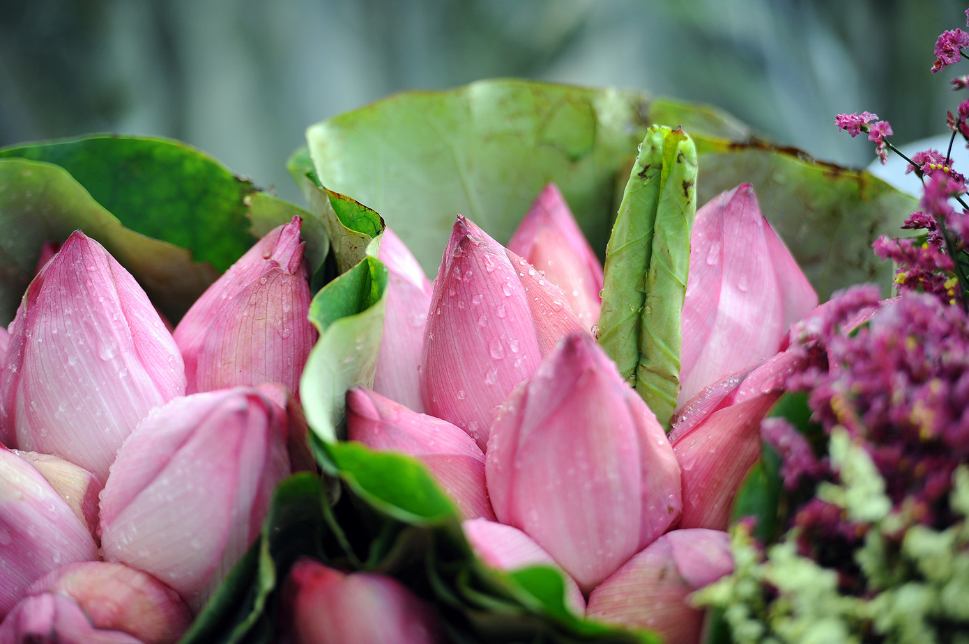 Hương sen toả ngát phố phường Hà Nội ảnh 4