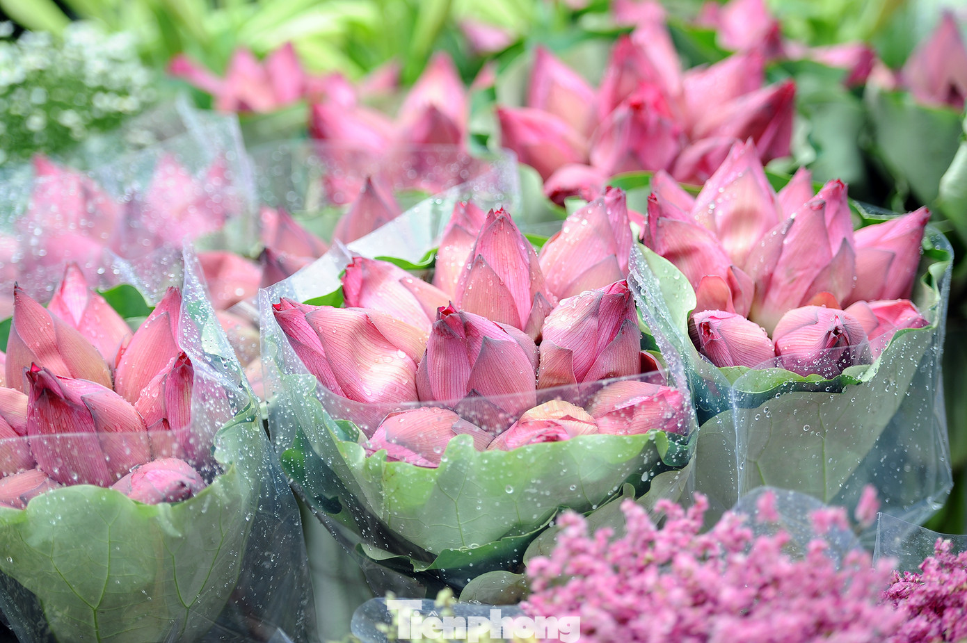 Hương sen toả ngát phố phường Hà Nội ảnh 3