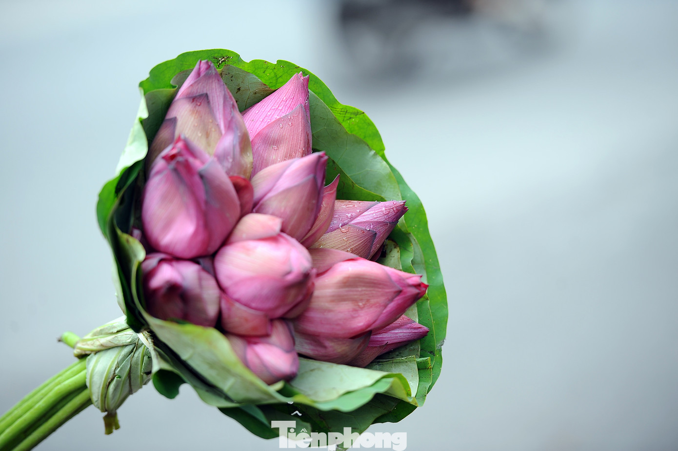 Hương sen toả ngát phố phường Hà Nội ảnh 5