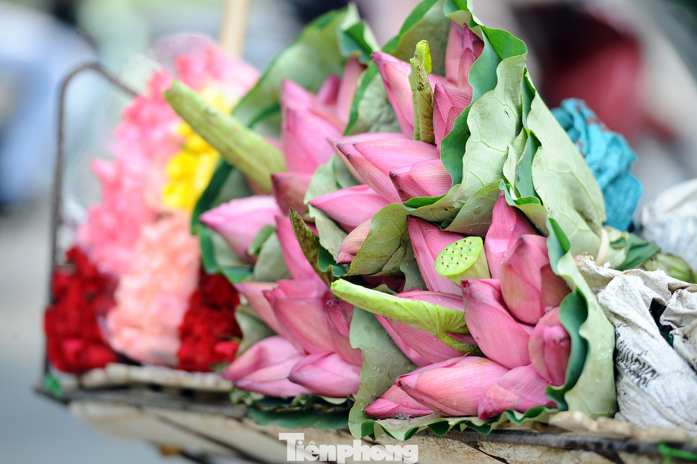 Hương sen toả ngát phố phường Hà Nội ảnh 9