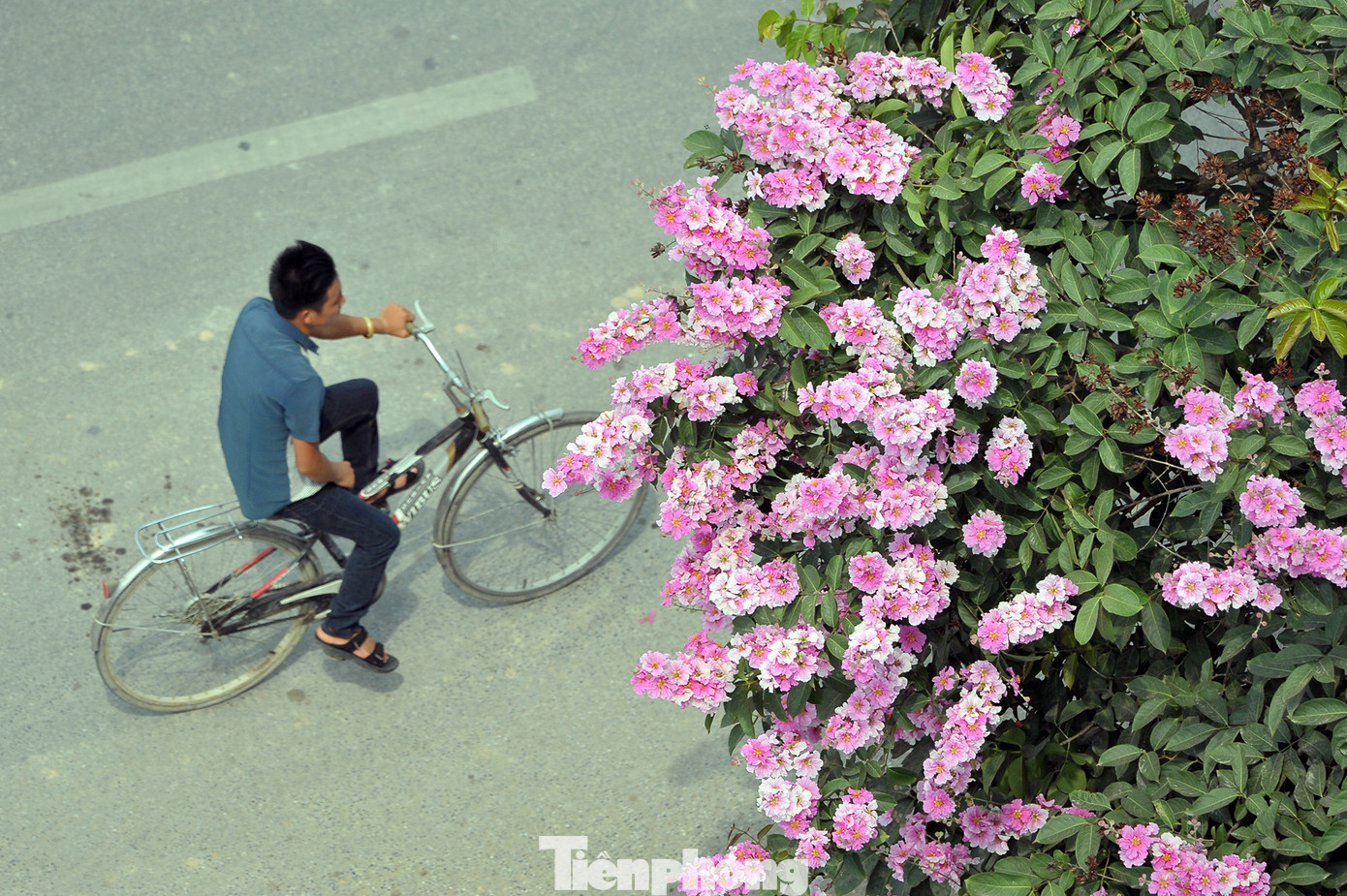 Hoa bằng lăng rực rỡ sắc tím khắp phố phường Hà Nội ảnh 8