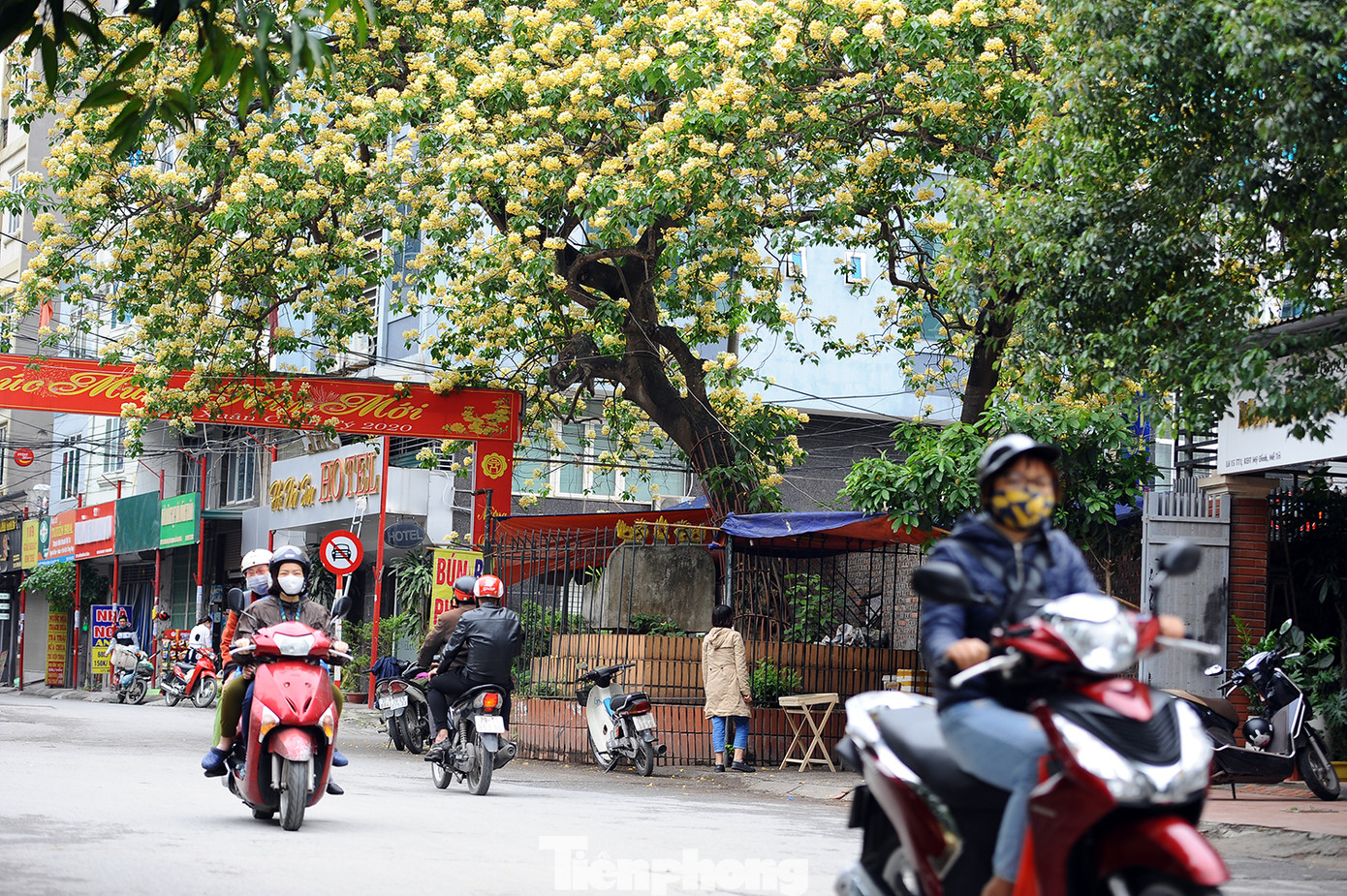 Cây cổ thụ hơn 300 năm tuổi ra hoa đẹp ngỡ ngàng giữa Hà Nội ảnh 12