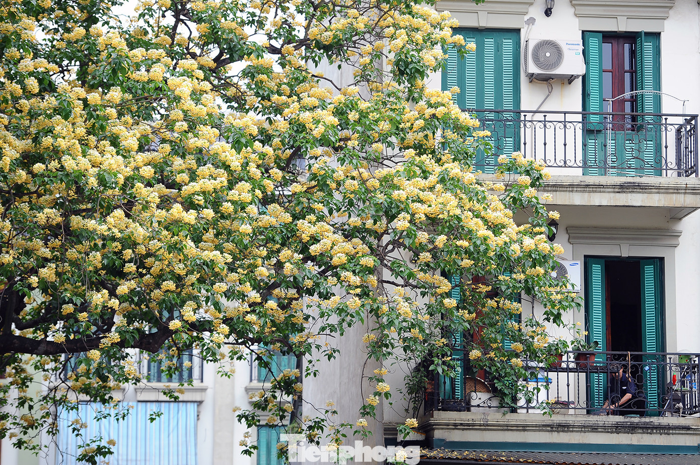 Cây cổ thụ hơn 300 năm tuổi ra hoa đẹp ngỡ ngàng giữa Hà Nội ảnh 3