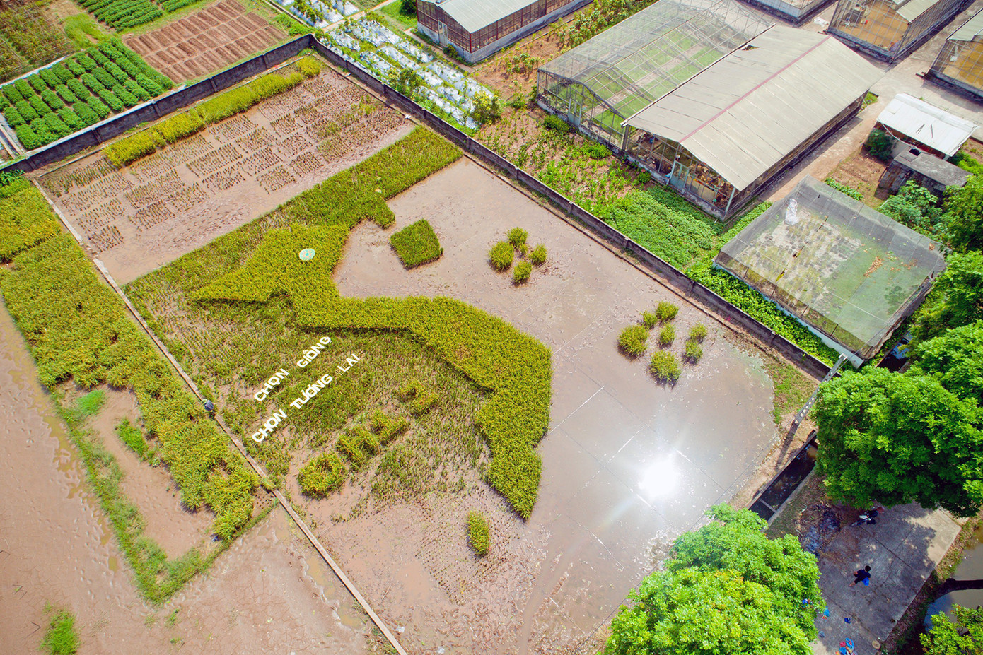 Sinh viên sáng tạo cánh đồng lúa hình bản đồ Việt Nam ảnh 1