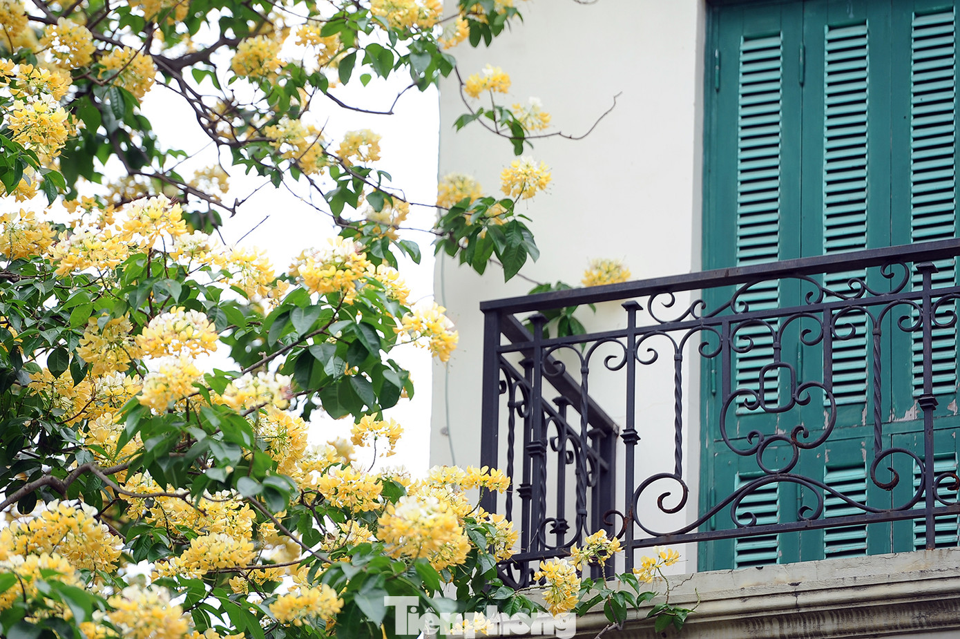 Cây cổ thụ hơn 300 năm tuổi ra hoa đẹp ngỡ ngàng giữa Hà Nội ảnh 13