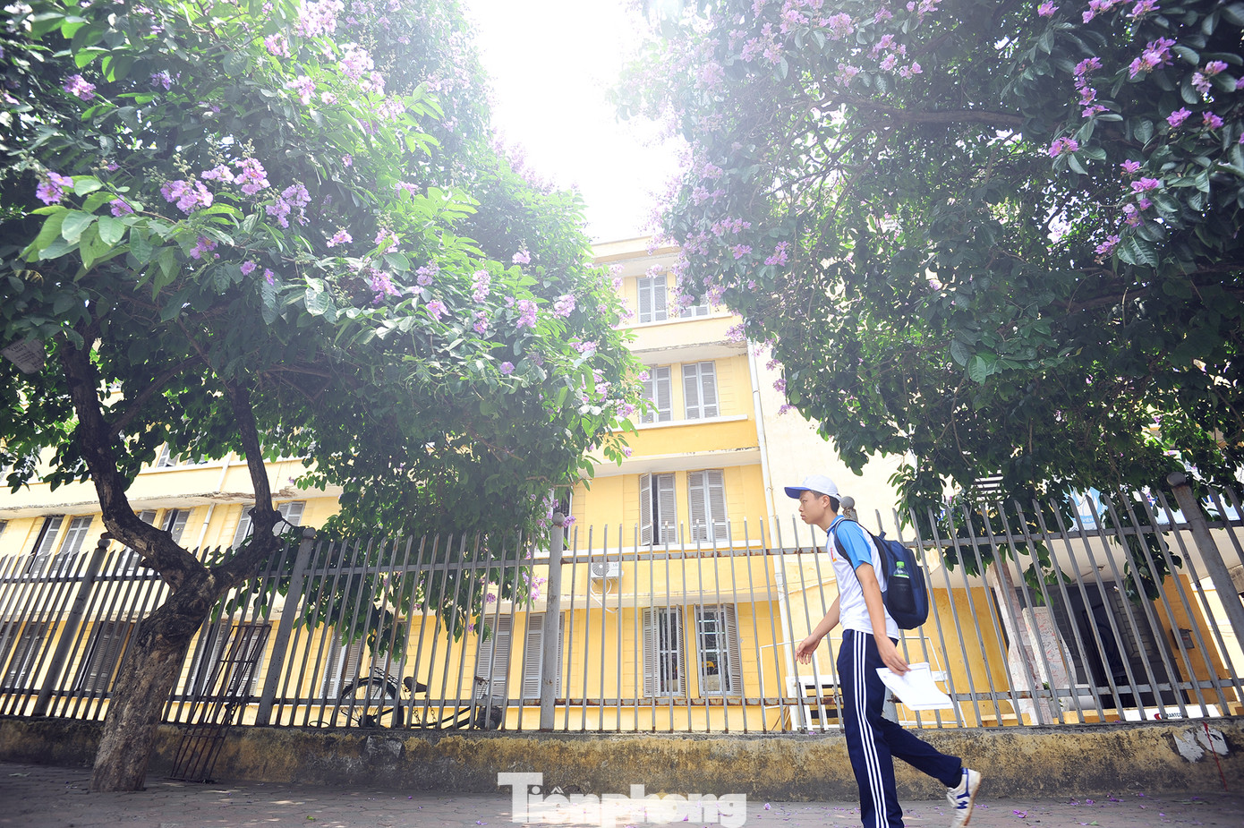 Hoa bằng lăng rực rỡ sắc tím khắp phố phường Hà Nội ảnh 11