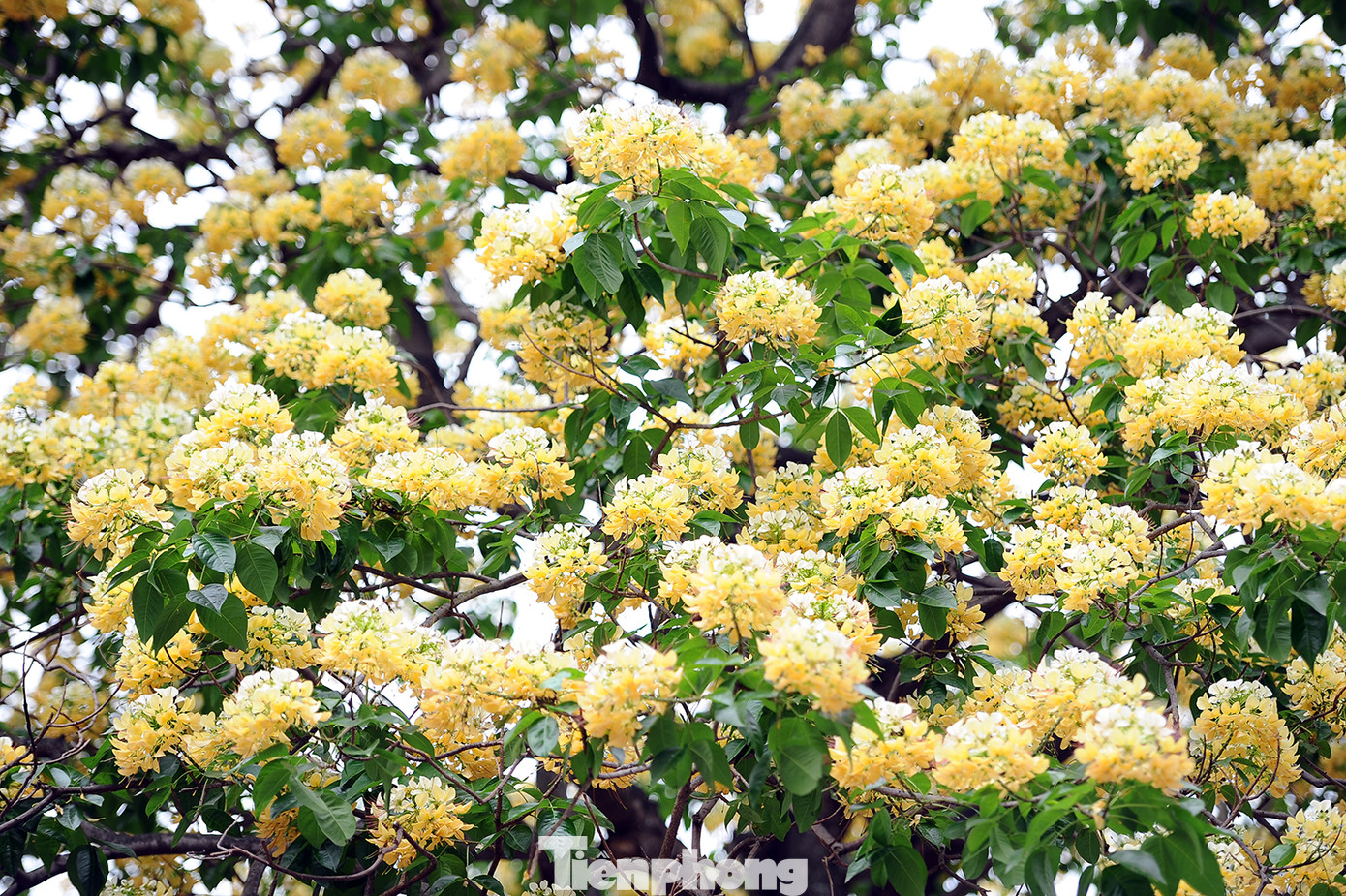 Cây cổ thụ hơn 300 năm tuổi ra hoa đẹp ngỡ ngàng giữa Hà Nội ảnh 10