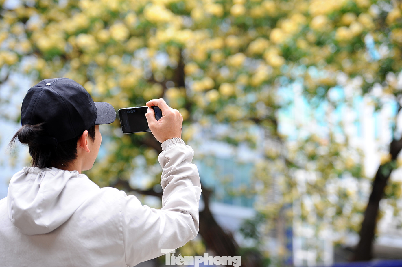 Cây cổ thụ hơn 300 năm tuổi ra hoa đẹp ngỡ ngàng giữa Hà Nội ảnh 15