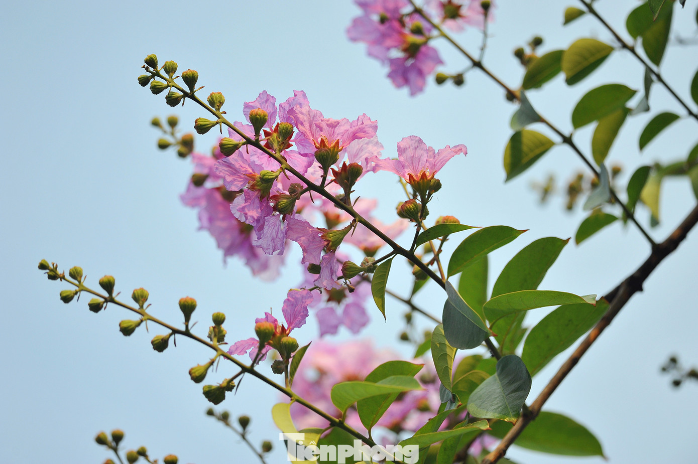 Hoa bằng lăng rực rỡ sắc tím khắp phố phường Hà Nội ảnh 9