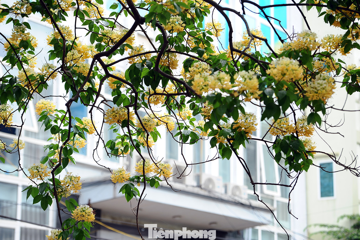 Cây cổ thụ hơn 300 năm tuổi ra hoa đẹp ngỡ ngàng giữa Hà Nội ảnh 9