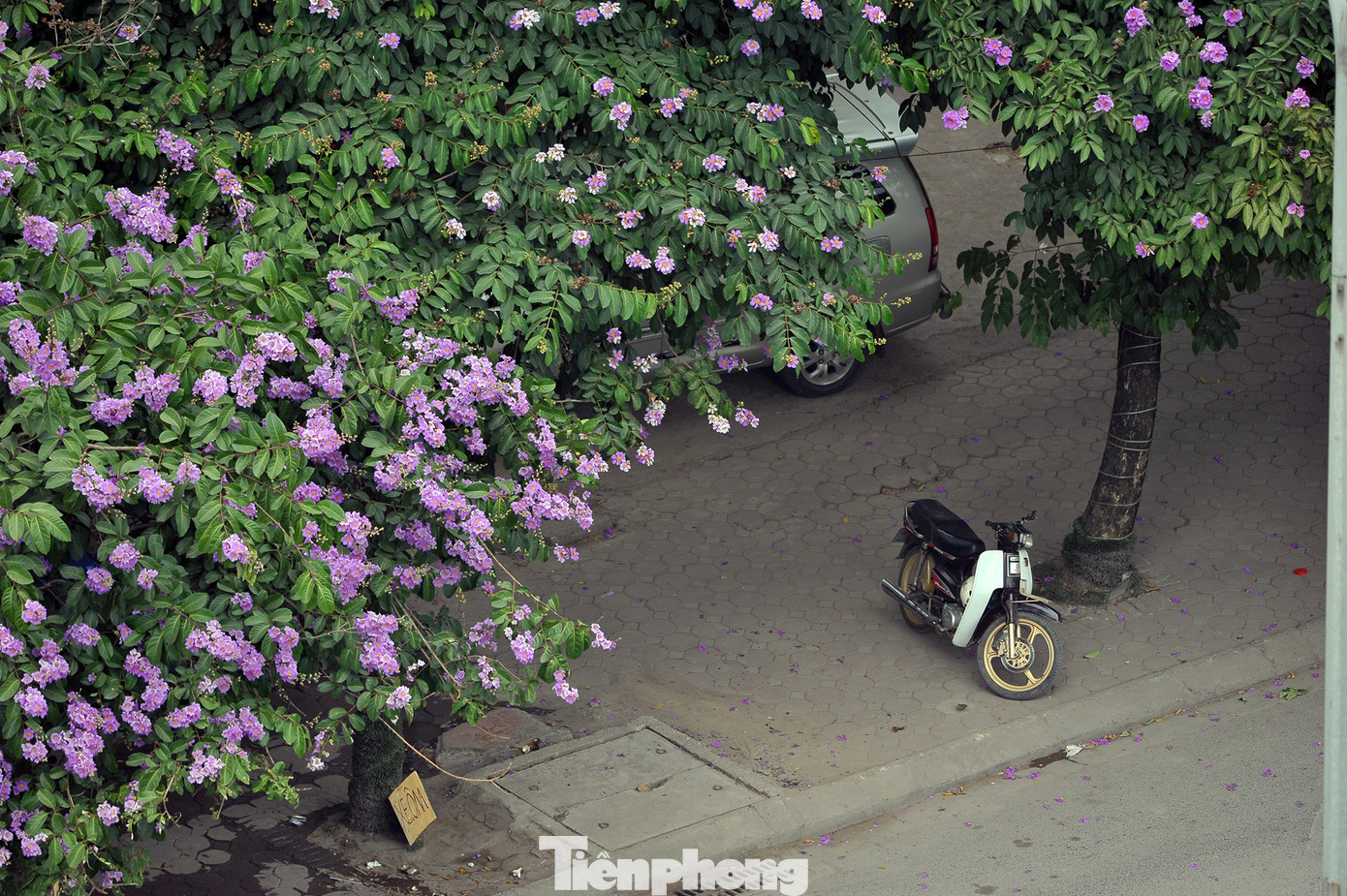 Hoa bằng lăng rực rỡ sắc tím khắp phố phường Hà Nội ảnh 12