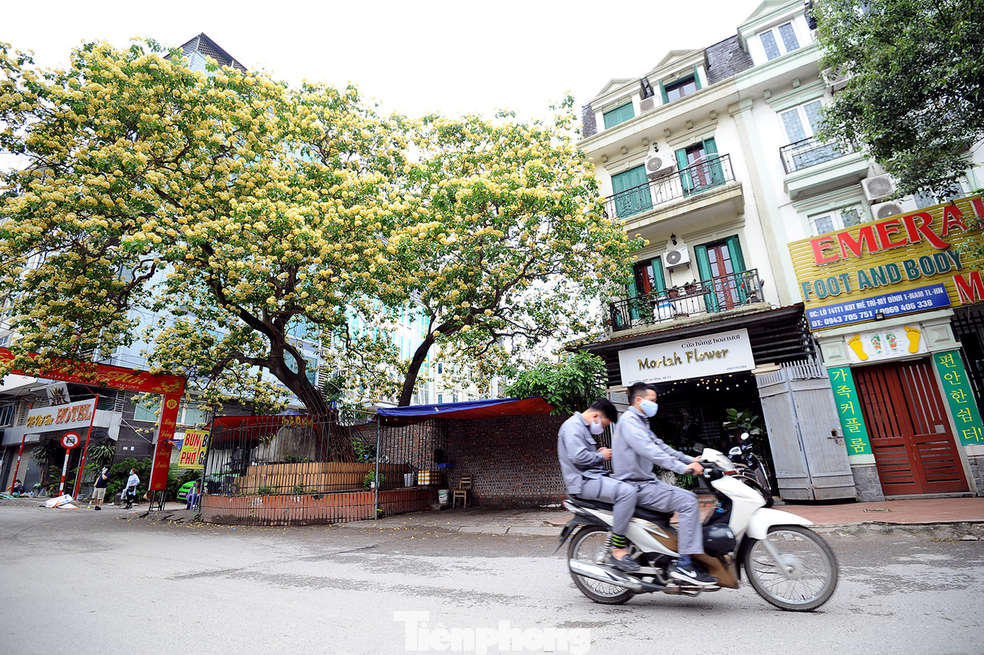 Cây cổ thụ hơn 300 năm tuổi ra hoa đẹp ngỡ ngàng giữa Hà Nội ảnh 1