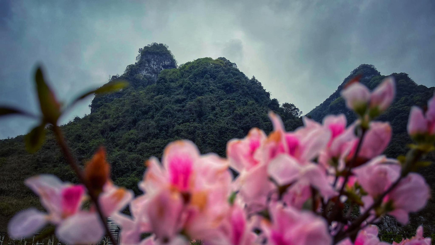 Lạc vào thiên đường hoa đỗ quyên lớn nhất Việt Nam ảnh 4