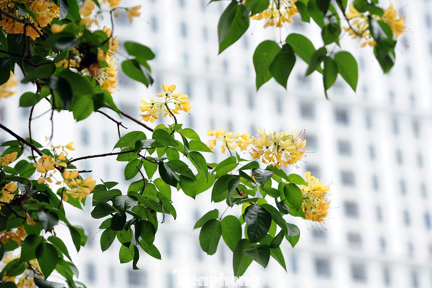 Cây cổ thụ hơn 300 năm tuổi ra hoa đẹp ngỡ ngàng giữa Hà Nội ảnh 5