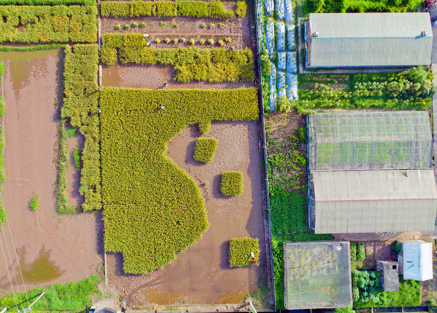 Sinh viên sáng tạo cánh đồng lúa hình bản đồ Việt Nam ảnh 2