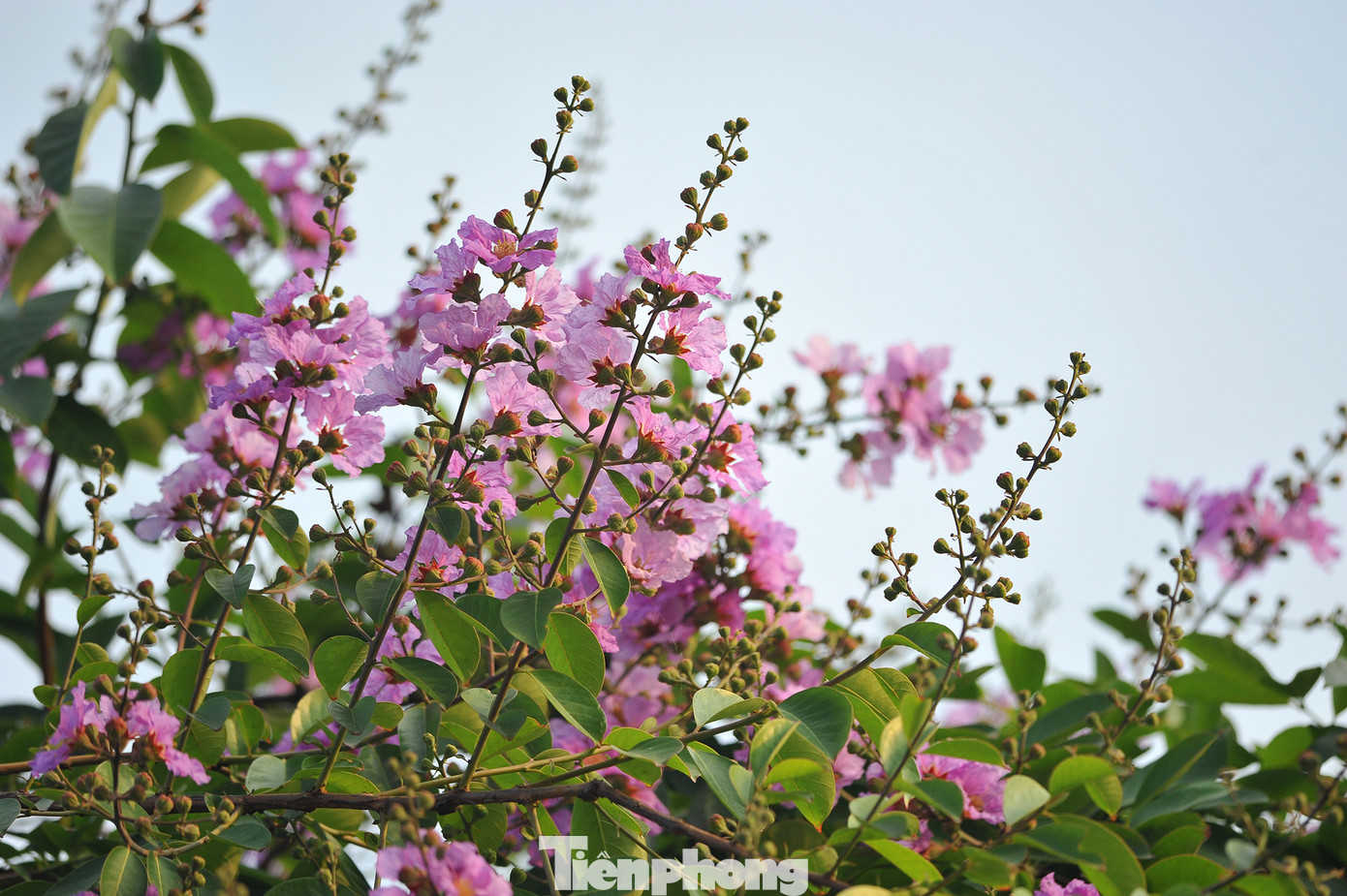 Hoa bằng lăng rực rỡ sắc tím khắp phố phường Hà Nội ảnh 4