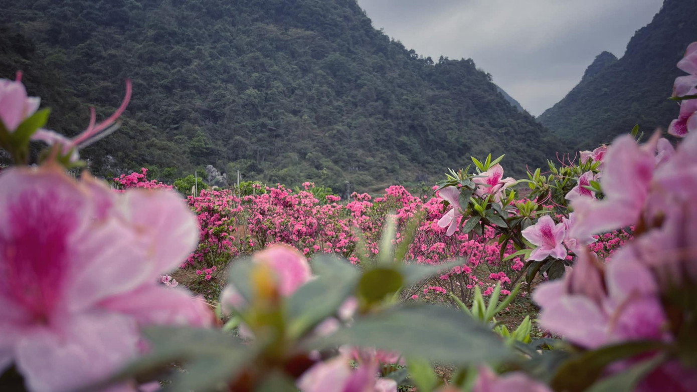Lạc vào thiên đường hoa đỗ quyên lớn nhất Việt Nam ảnh 7