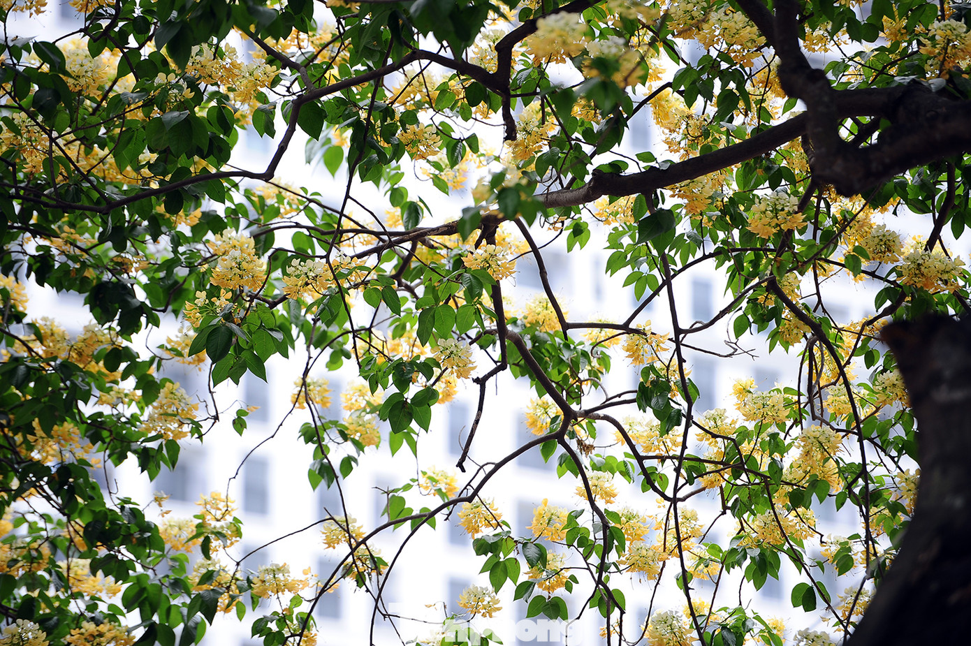 Cây cổ thụ hơn 300 năm tuổi ra hoa đẹp ngỡ ngàng giữa Hà Nội ảnh 4