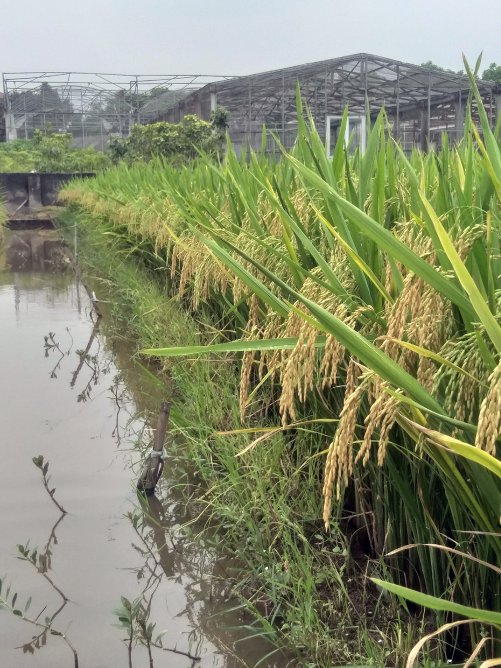 Sinh viên sáng tạo cánh đồng lúa hình bản đồ Việt Nam ảnh 5