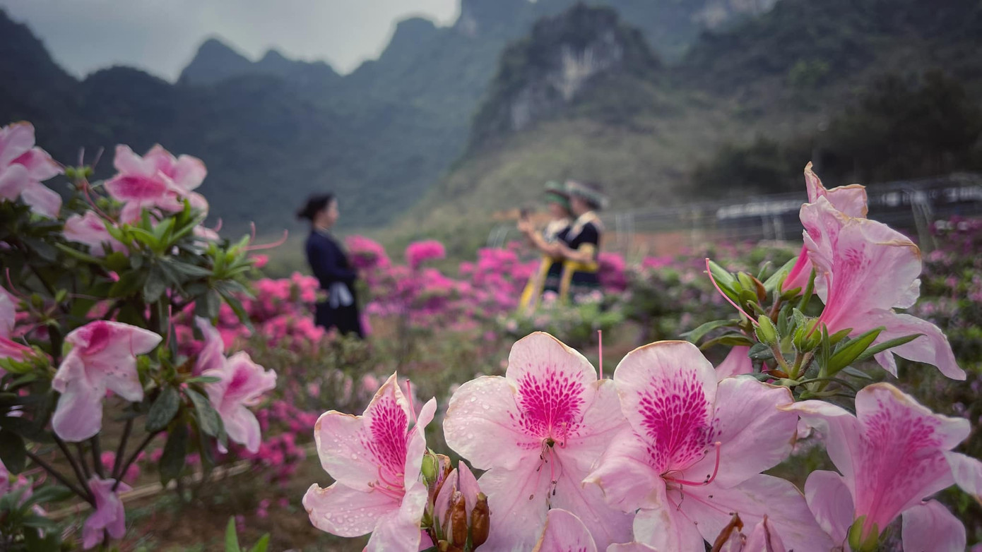 Lạc vào thiên đường hoa đỗ quyên lớn nhất Việt Nam ảnh 5