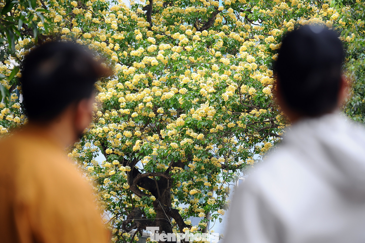 Cây cổ thụ hơn 300 năm tuổi ra hoa đẹp ngỡ ngàng giữa Hà Nội ảnh 8