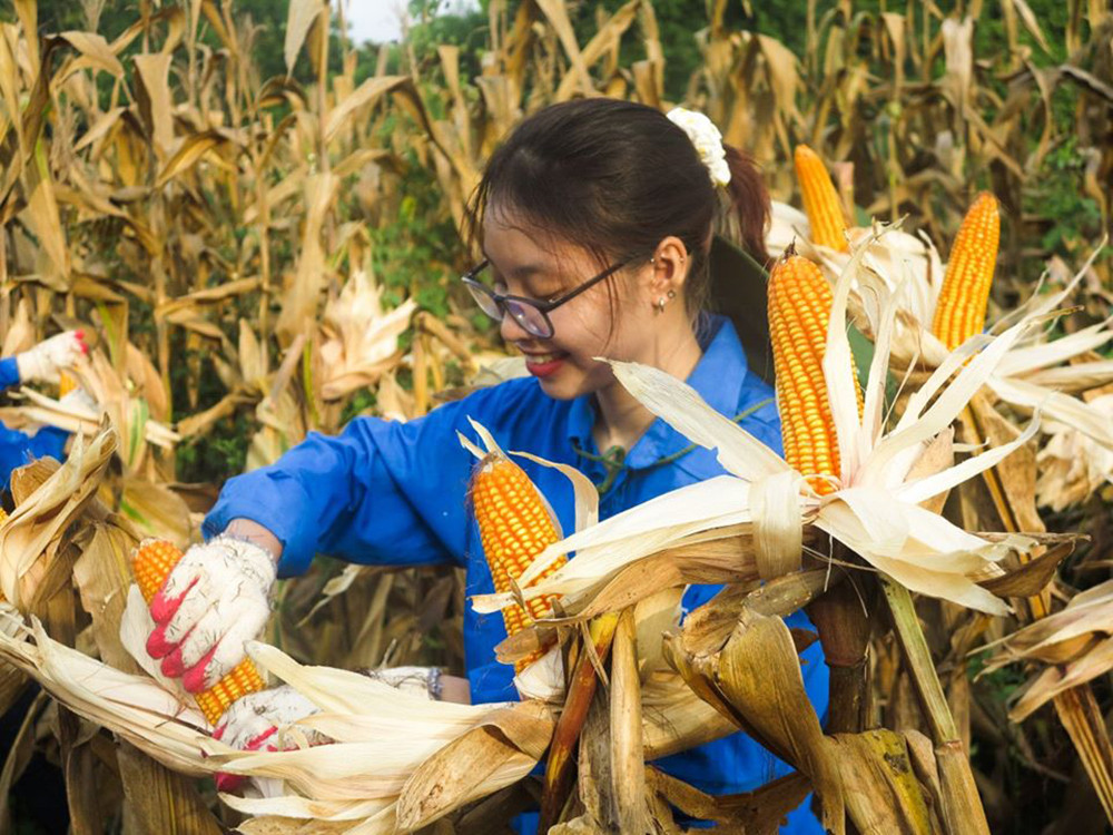 Màu áo xanh sinh viên tình nguyện toả đi muôn nơi ảnh 4