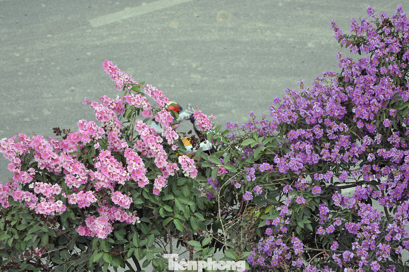 Hoa bằng lăng rực rỡ sắc tím khắp phố phường Hà Nội ảnh 3