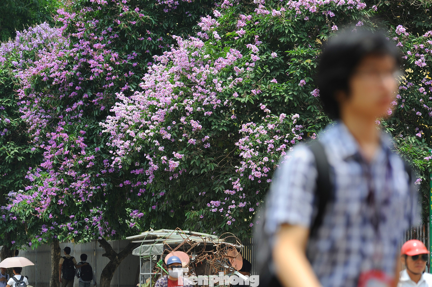 Hoa bằng lăng rực rỡ sắc tím khắp phố phường Hà Nội ảnh 10