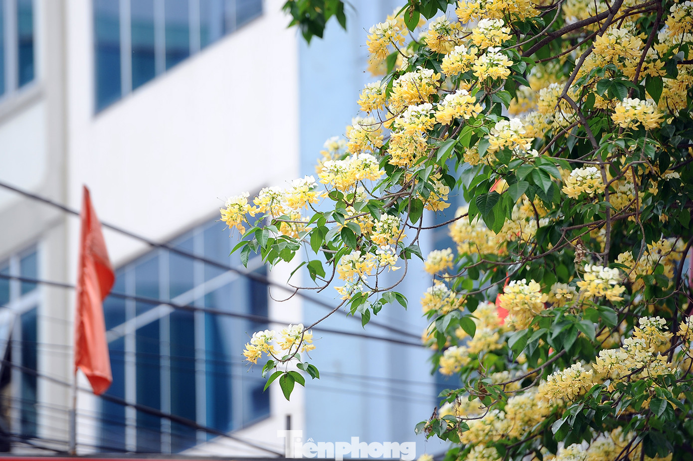 Cây cổ thụ hơn 300 năm tuổi ra hoa đẹp ngỡ ngàng giữa Hà Nội ảnh 7