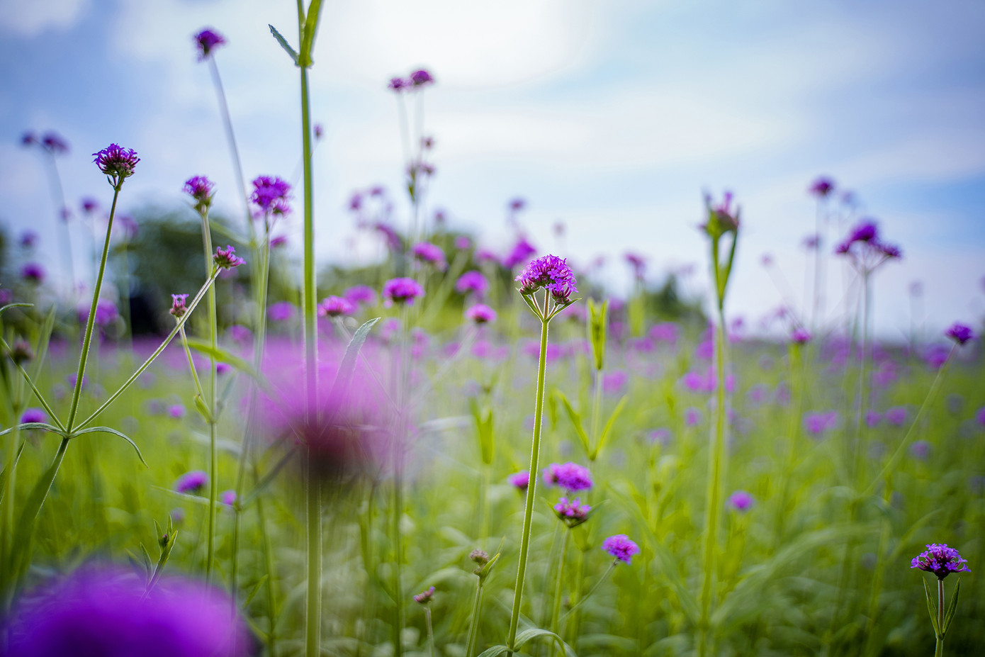 "Check-in" cánh đồng hoa "hot" nhất Thủ đô ảnh 3