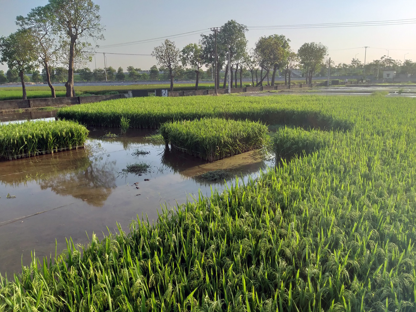 Sinh viên sáng tạo cánh đồng lúa hình bản đồ Việt Nam ảnh 4