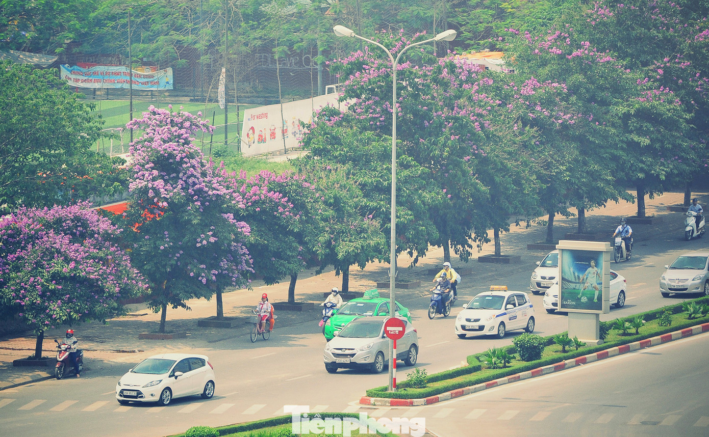 Hoa bằng lăng rực rỡ sắc tím khắp phố phường Hà Nội ảnh 6