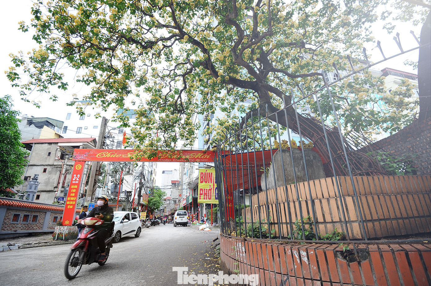 Cây cổ thụ hơn 300 năm tuổi ra hoa đẹp ngỡ ngàng giữa Hà Nội ảnh 16