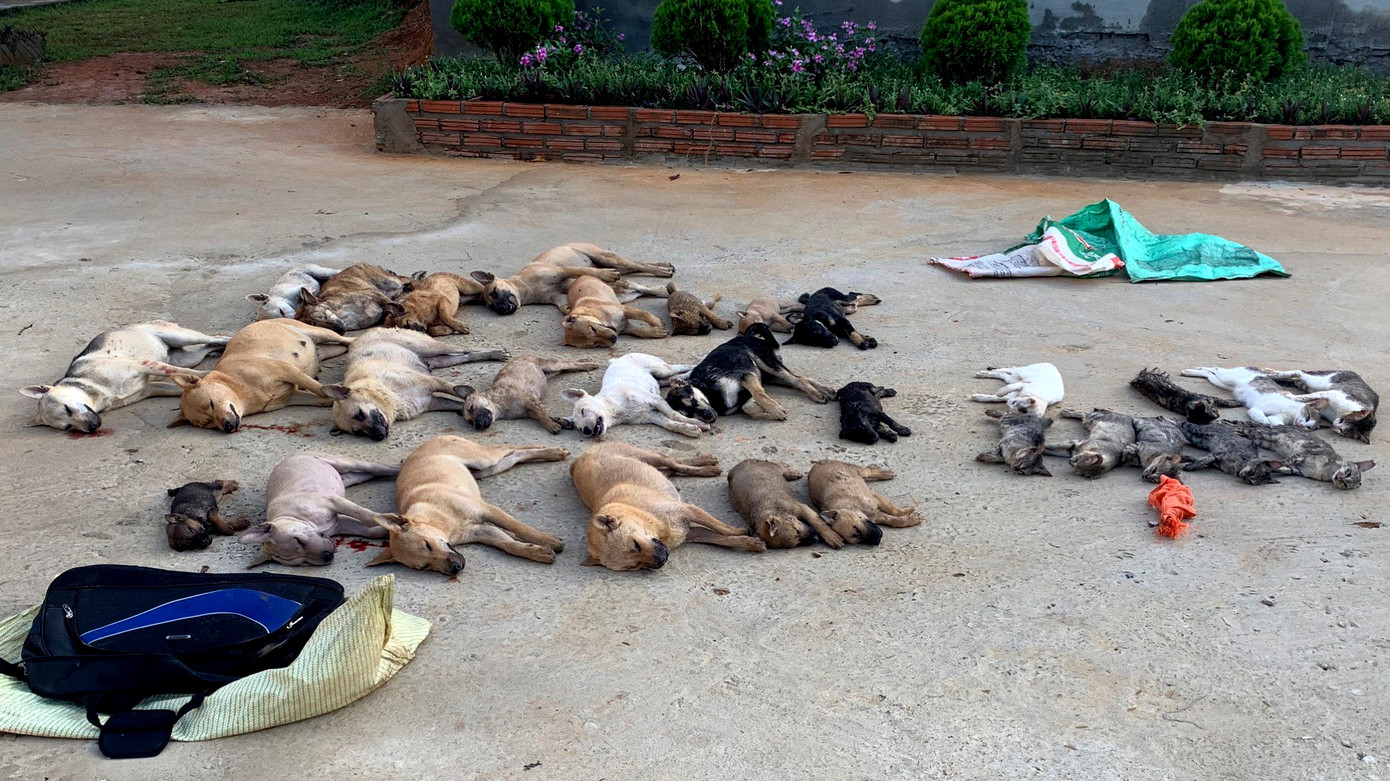 Dùng chất độc Syanua để trộm chó ảnh 1